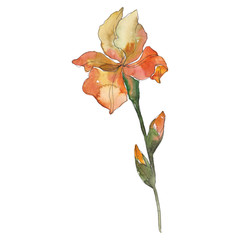 Orange iris. Floral botanical flower. Watercolor background illustration set. Isolated iris illustration element.