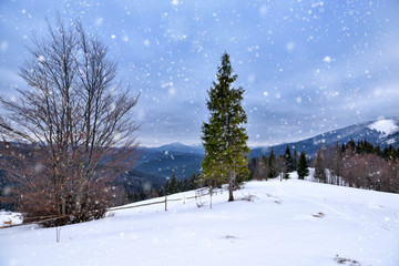 Beautiful mountain landscape. Winter landscape with falling snow. Location Carpathian, Ukraine, Europe