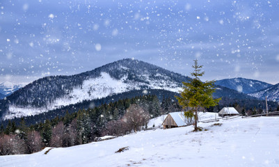 Fototapeta premium Beautiful mountain landscape. Winter landscape with falling snow. Location Carpathian, Ukraine, Europe