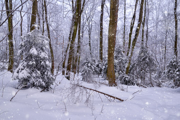 Winter forest in a frosty snowy day