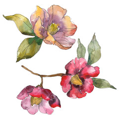 Red and orange camelia botanical flower. Watercolor background illustration set. Isolated camelia...