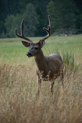 Deer Closeup - Yosemite
