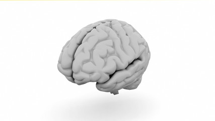 Human Brain, Anatomical Model. 3D illustration