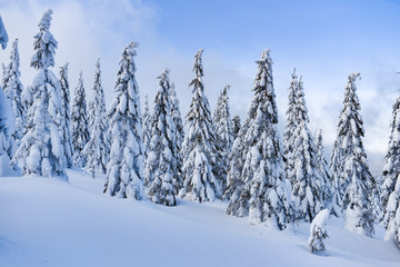 Winter landscape, snow-covered trees in the mountains. Karkonosze, Poland.