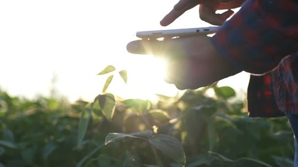 Farmer uses a tablet computer on a soy field