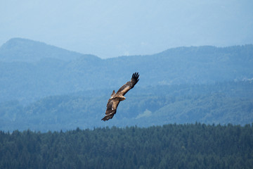 Fototapeta na wymiar Flying Eagle