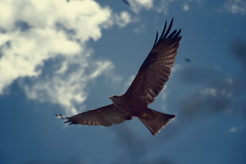 osprey in flight