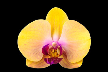 Closeup of yellow Phalaenopsis orchid flower