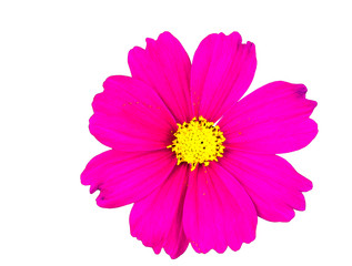 Pink Zinnia flower head