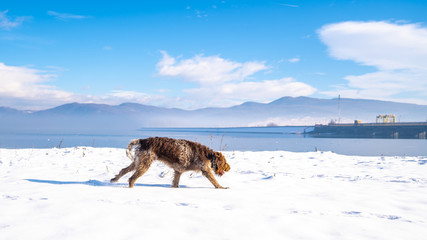 Fototapeta na wymiar Dog running on the side of the frozen lake in winter
