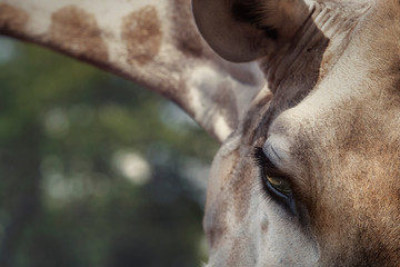 portrait of giraffe