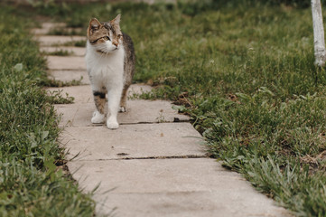 A cat standing on the road between the grass.