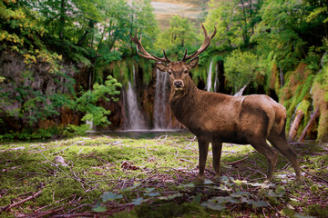 Hirsch vor einem Wasserfall