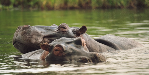 hippos cuddling in the water