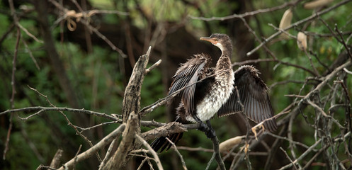 Reed Cormorant drying its feathers
