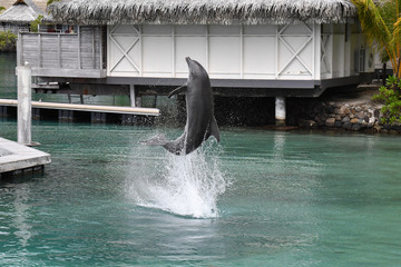 common dolphin jumping outside polynesia bungalow © Andrea Izzotti