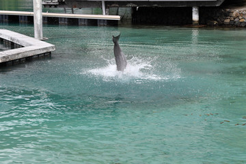 common dolphin jumping outside polynesia bungalow
