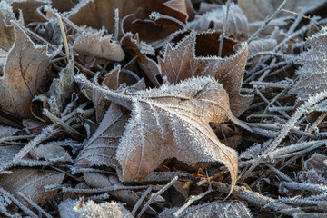 close up of leaves in hoar frost