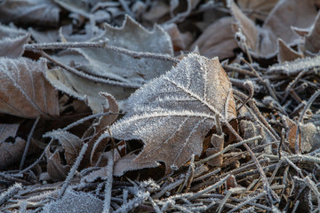 close up of leaves in hoar frost
