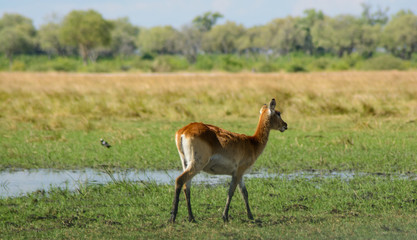 Naklejka na ściany i meble Female Letchwe in a slow trot by the Khwai River, Botswana