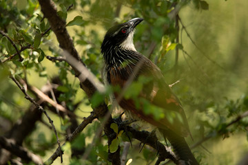 bird on a branch