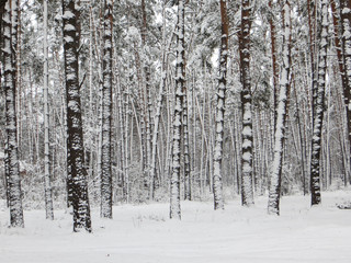 Fototapeta premium Snowy pine forest