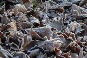 close up of leaves in hoar frost