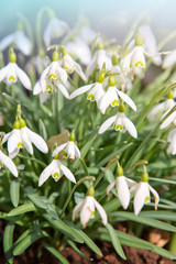 White Snowdrop flowers and sunshine. Spring background.