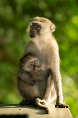 Baboon and her baby zambia