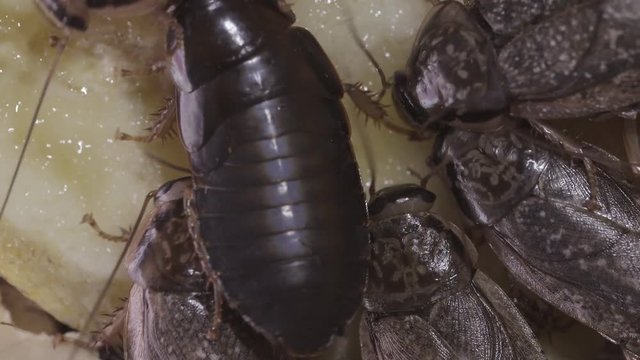 marble cockroaches eat banana close-up of several insects.