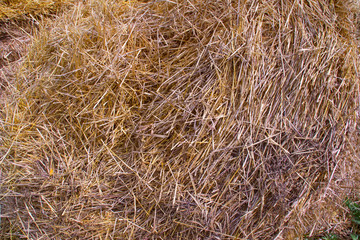 dried grass closeup shot