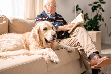 Portrait of adorable golden retriever dog sitting on couch with senior man in sunlit living room,...