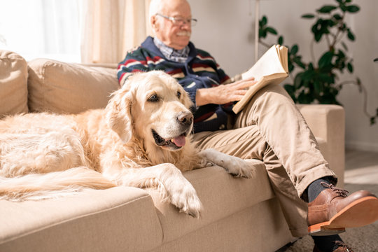 Portrait Of Adorable Golden Retriever Dog Sitting On Couch With Senior Man In Sunlit Living Room, Copy Space