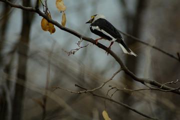 Helmet shrike perched perched on a tree branch in Botswana