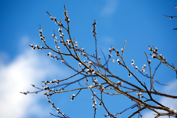 Willow branches with bushy sprouts blossom against clear blue sky in spring horizontal view closeup
