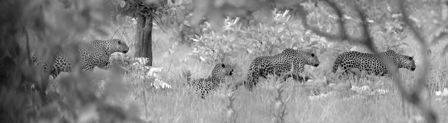 Leopard ambushing prey in infrared