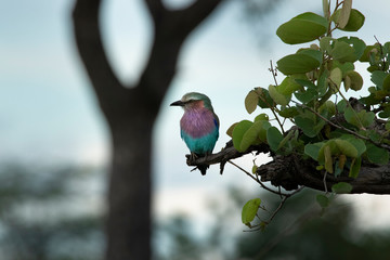 Lilac-breasted Roller Zambia