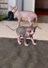 portrait tabby sphinx kitten, bald cat, small baby cat toddler