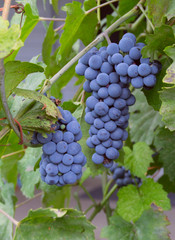 dark grapes closeup shot on a sunny day