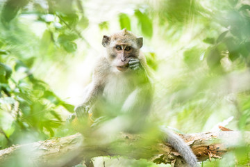 A monkey chewing fruit