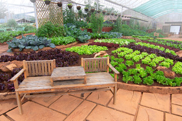 Organic Vegetables in the garden.
