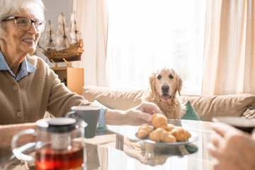 Portrait of spoiled adorable dog watching senior woman taking biscuit off table, copy space