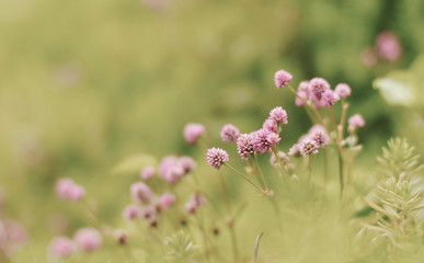 purple flowers in the field