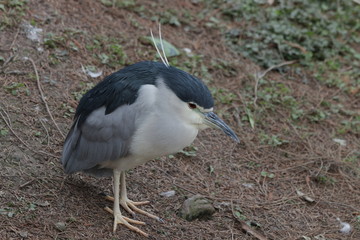 Close Up Black Crown Night Heron