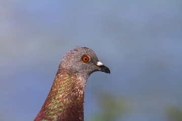 pigeon on a background