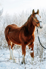 The red-haired foal in a snow-covered meadow