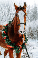 Red horse portrait in christmas decoration wreath - 244519912