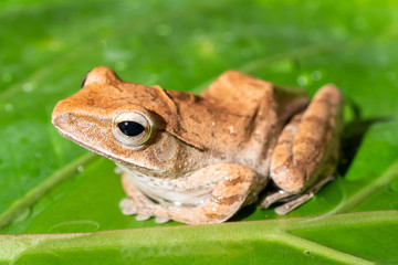 Obraz premium Tree frog on leaves