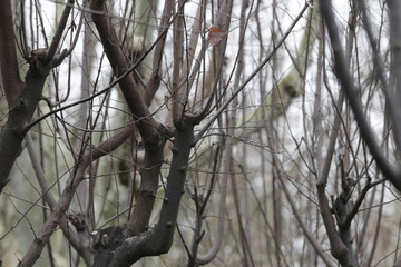 Dried Twigs in Winter Time