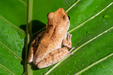 Tree frog on leaves
